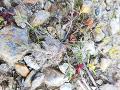 Linaria amethystea amethystea