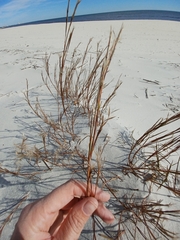 Schizachyrium maritimum