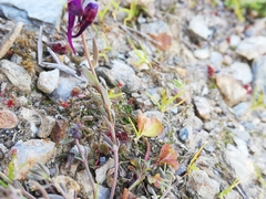 Linaria amethystea amethystea