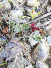Linaria amethystea amethystea