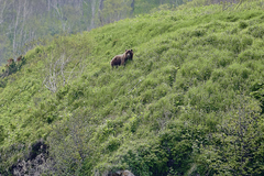 Ursus arctos beringianus