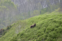Ursus arctos beringianus