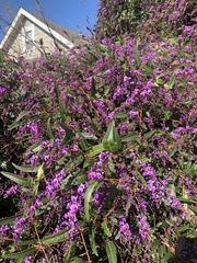Hardenbergia