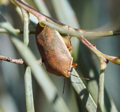 Coleotichus costatus