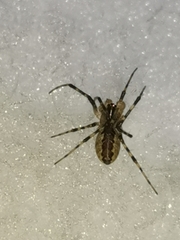 Pityohyphantes phrygianus