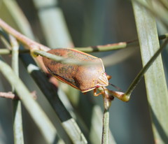Coleotichus costatus