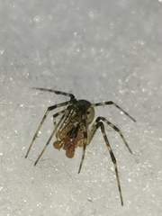 Pityohyphantes phrygianus