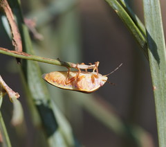 Coleotichus costatus