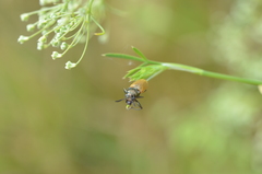 Labidostomis longimana