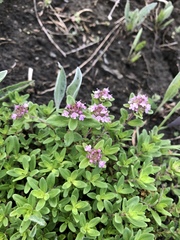 Thymus praecox