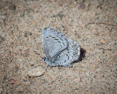 Celastrina echo sidara