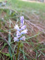 Bellevalia hyacinthoides