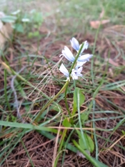 Bellevalia hyacinthoides
