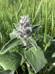 Stachys byzantina