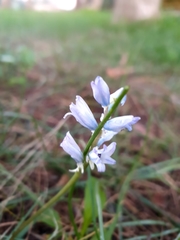 Bellevalia hyacinthoides
