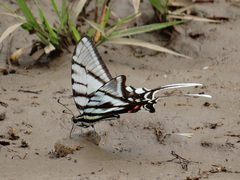 Protographium epidaus