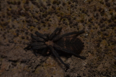 Acanthogonatus