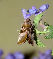Eucarta amethystina