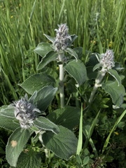 Stachys byzantina
