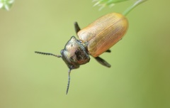 Labidostomis longimana