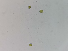 Tetraselmis