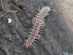 Pseudopolydesmus pinetorum