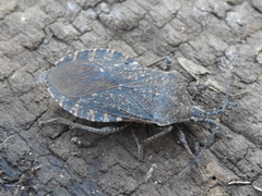 Cimolus obscurus