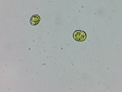 Tetraselmis