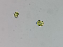 Tetraselmis