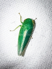 Hyalojassini