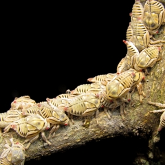 Metcalfiella