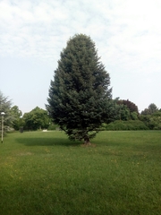 Abies pinsapo