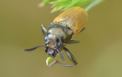 Labidostomis longimana