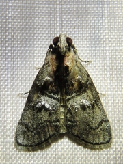 Pococera maritimalis