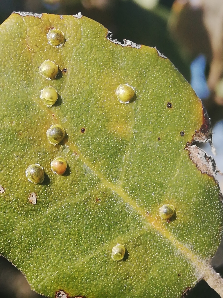 Asterodiaspis