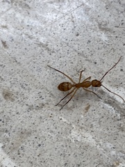 Camponotus variegatus