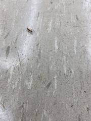 Camponotus variegatus