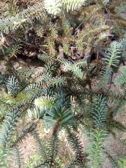 Abies pinsapo