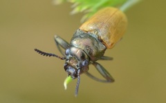 Labidostomis longimana