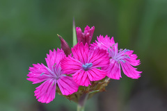 Dianthus ruprechtii