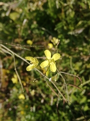 Brassica barrelieri