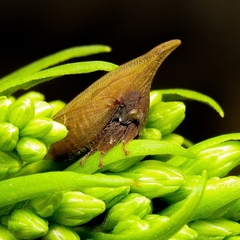 Enchenopa squamigera