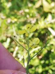 Brassica barrelieri
