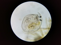 Chydorus