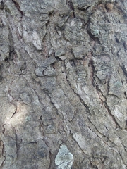 Abies pinsapo