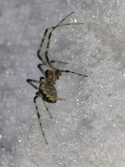 Pityohyphantes phrygianus