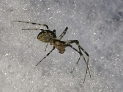 Pityohyphantes phrygianus