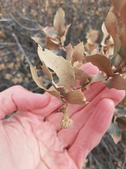 Disholcaspis pedunculoides