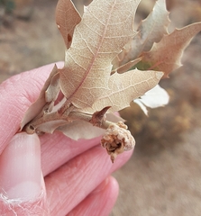 Disholcaspis pedunculoides