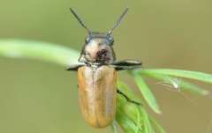 Labidostomis longimana